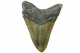 Serrated, Fossil Megalodon Tooth - North Carolina #311701-2